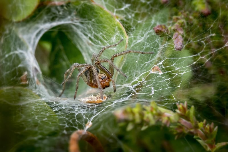 araignée en entonnoir